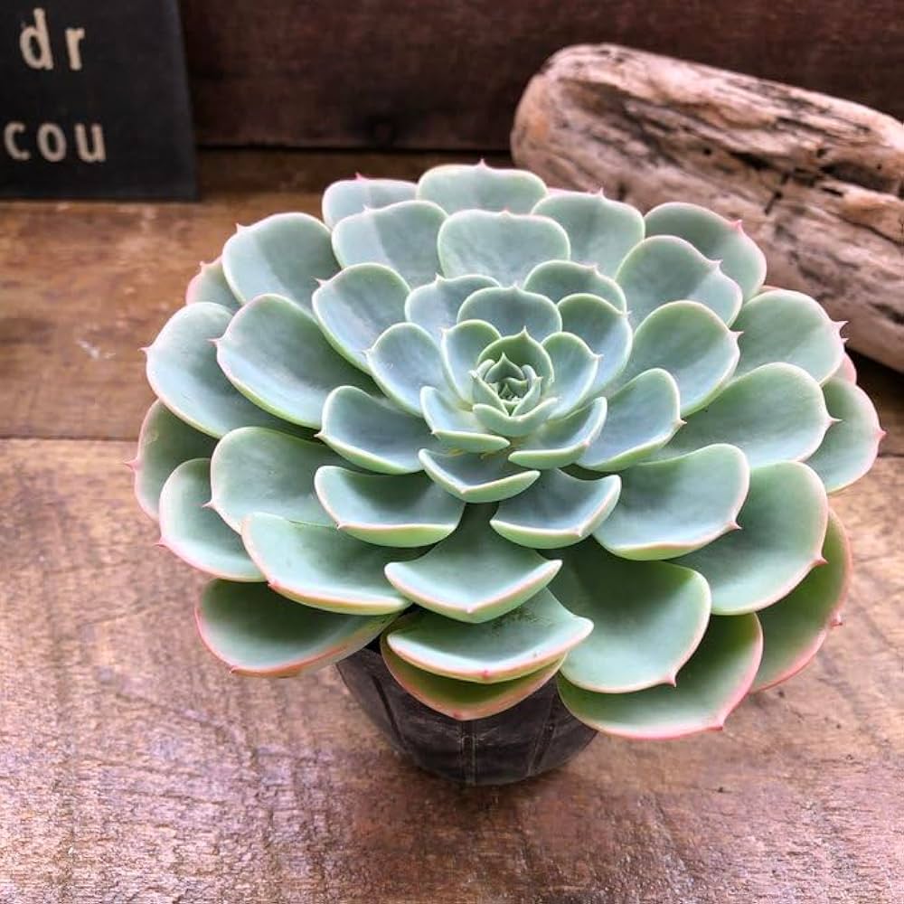 七福神⑦ エケベリア　多肉植物 多肉植物 七福神錦 大苗 新入荷 るる農園 | るる農園~多肉植物専門